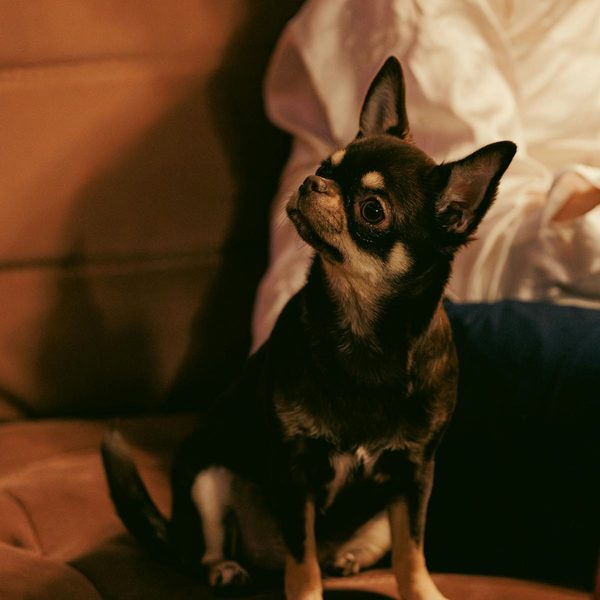 Chihuahua — guía de alimentación