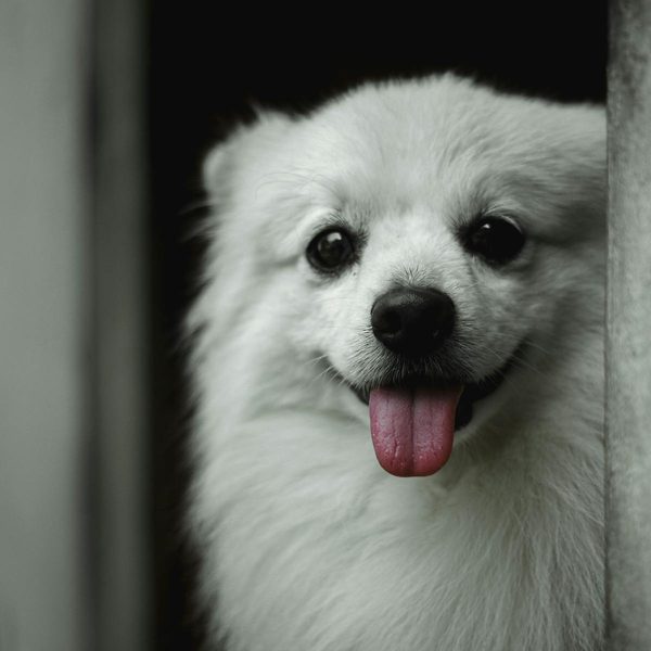 Pomerania — guía de alimentación