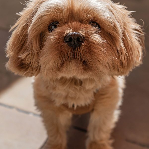 Shih Tzu — guía de alimentación