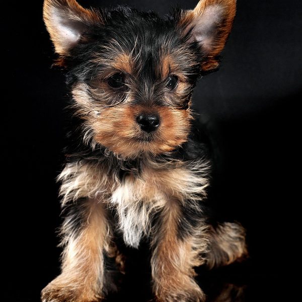 Yorkshire Terrier — guía de alimentación